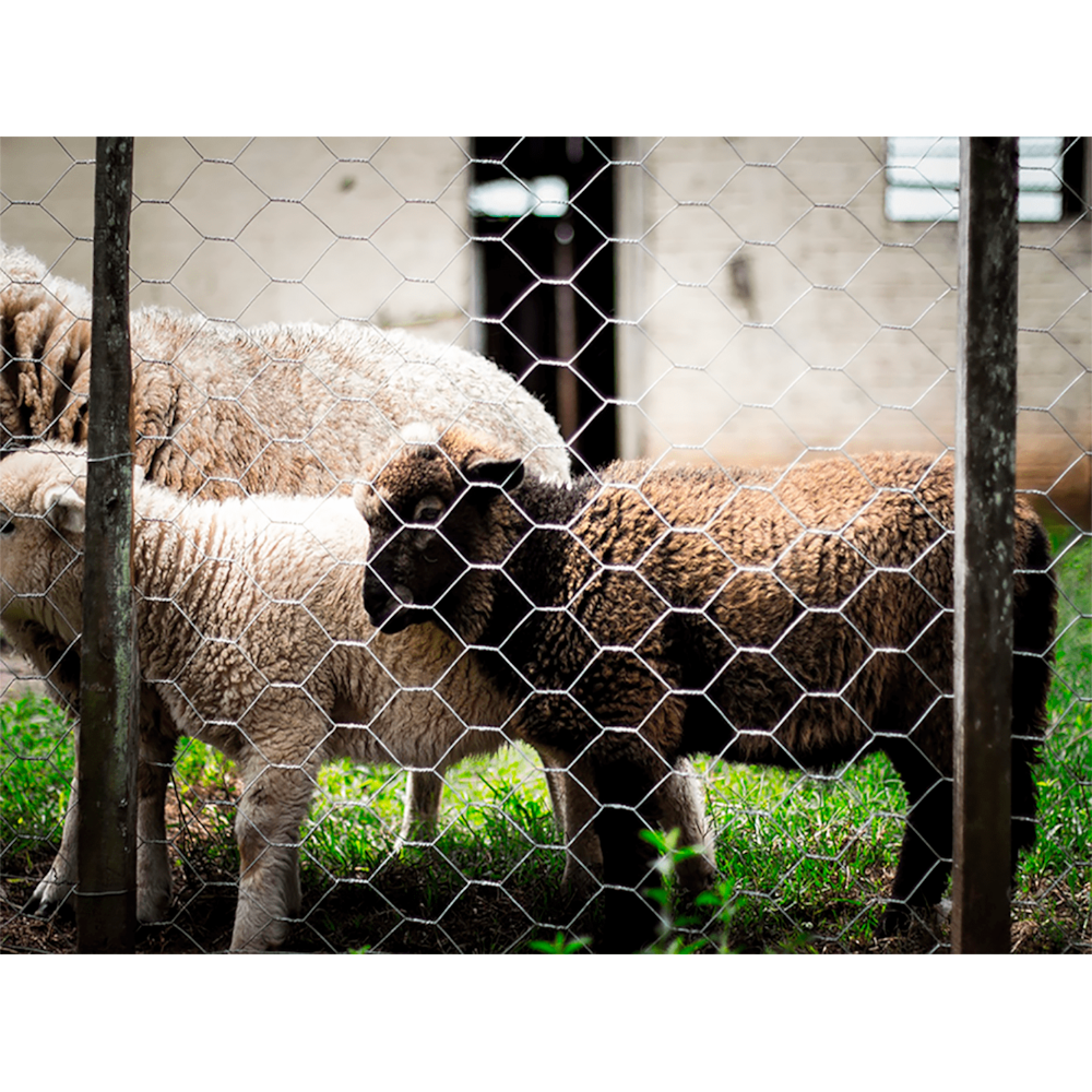 image_1d062db5-f2df-4d92-9e30-69ad7a0b5d3c